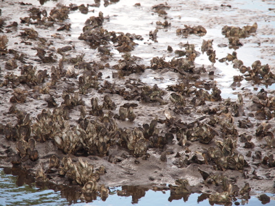 [Oyster shells on top of oyster shells which cover most of the ground visible in the image.]